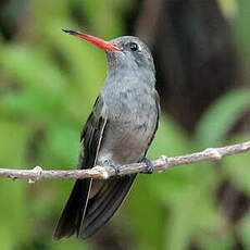 Colibri sombre