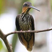 Colibri tacheté