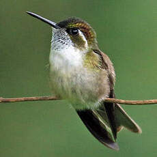 Colibri vert-d'eau