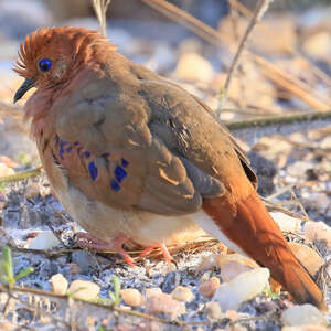 Colombe aux yeux bleus