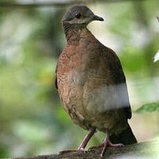 Colombe du Chiriqui