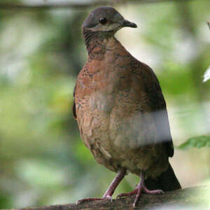 Colombe du Chiriqui