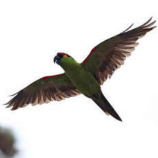 Conure à front brun