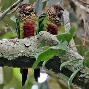 Conure de Bonaparte