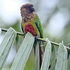 Conure de Hellmayr