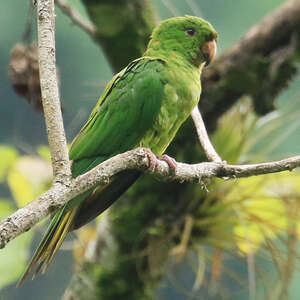 Conure de Ridgway