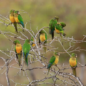 Conure des cactus