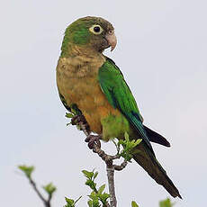 Conure des cactus