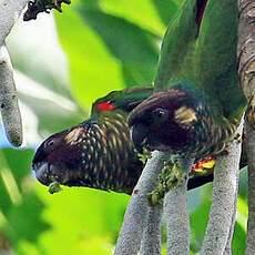 Conure leucotique