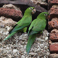 Conure maîtresse