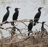 Cormoran à cou brun