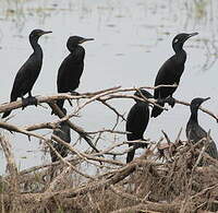 Cormoran à cou brun