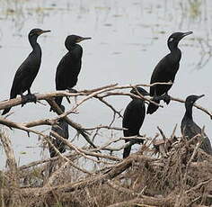 Cormoran à cou brun