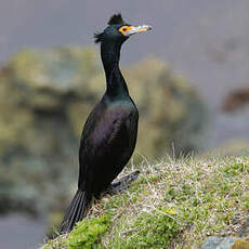 Cormoran à face rouge