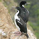 Cormoran caronculé