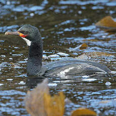 Cormoran de Campbell