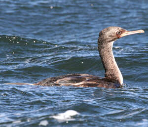 Cormoran des Auckland