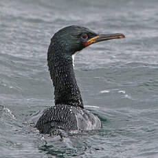 Cormoran des Auckland