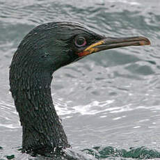 Cormoran des Auckland