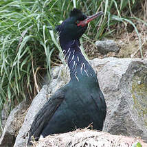 Cormoran pélagique