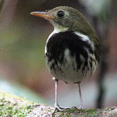 Corythopis de Delalande