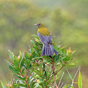 Cotinga à ailes grises