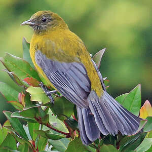 Cotinga à ailes grises