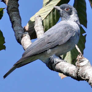 Cotinga à face noire