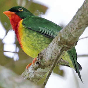 Cotinga chevalier