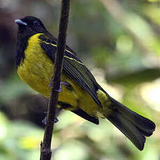 Cotinga coqueluchon