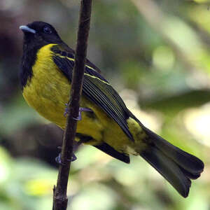 Cotinga coqueluchon