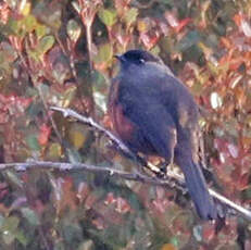 Cotinga de Remsen