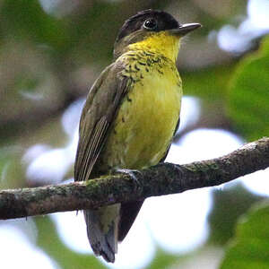 Cotinga élégant