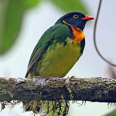 Cotinga jucunda