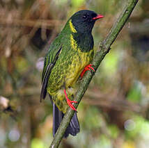 Cotinga vert et noir