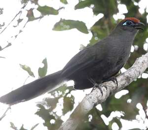 Coua de Reynaud