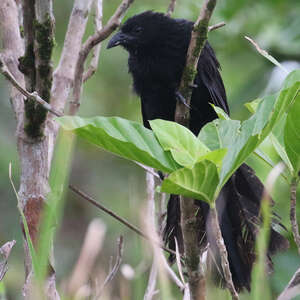 Coucal de Bernstein