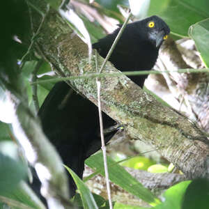 Coucal de Biak