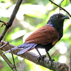 Coucal de Strickland