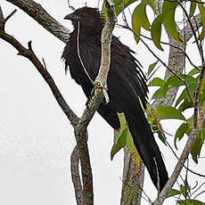 Coucal des Kaï