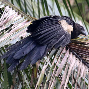 Coucal goliath