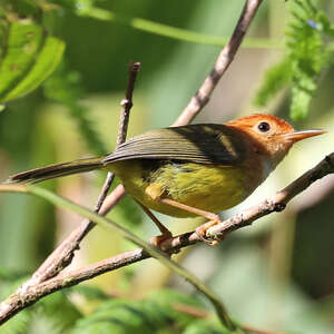 Couturière à capuchon