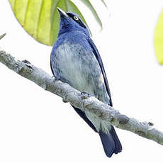 Dacnis à ventre blanc