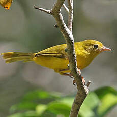 Érythrocerque jaune