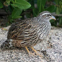 Francolin de Hartlaub