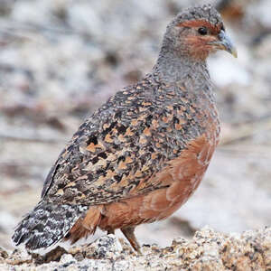 Francolin de Hartlaub