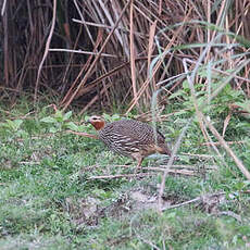 Francolin multiraie