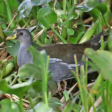 Gallinule africaine