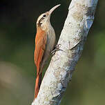 Grimpar à bec étroit