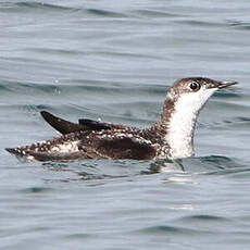 Guillemot à long bec